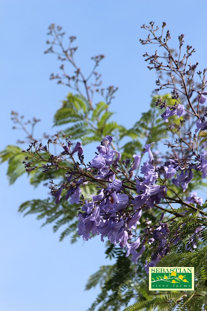 jacaranda-mimosifolia-jacaranda-tree