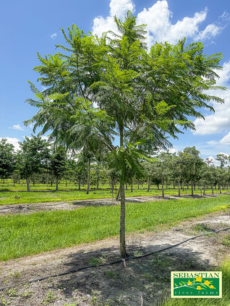 jacaranda-mimosifolia-jacaranda-tree