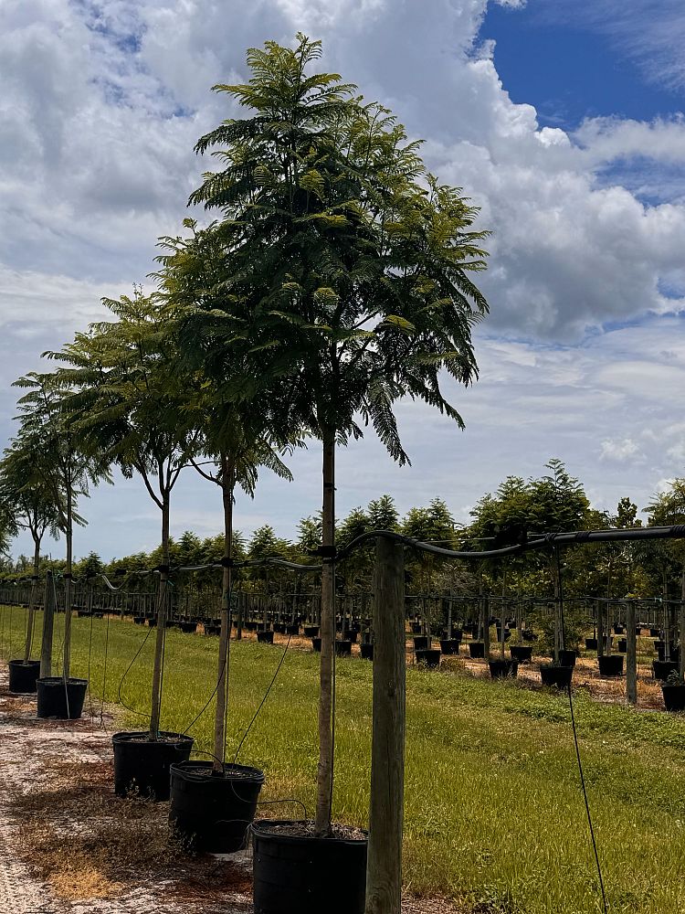 jacaranda-mimosifolia-jacaranda-tree