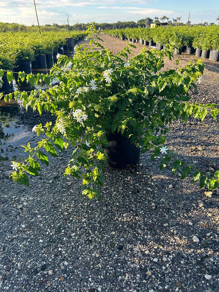 jasminum-multiflorum-jasmine-pubescens-downy-jasmine