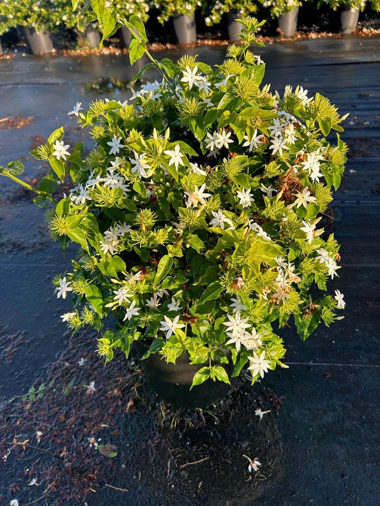 jasminum-multiflorum-jasmine-pubescens-downy-jasmine