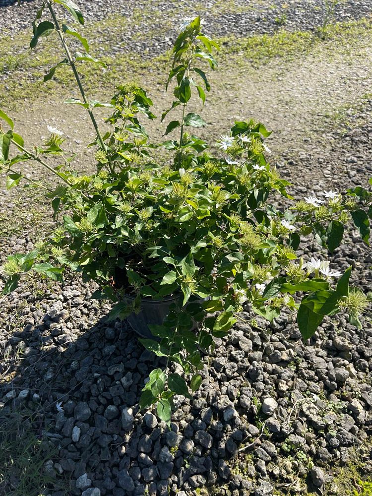 jasminum-multiflorum-jasmine-pubescens-downy-jasmine