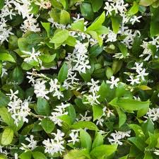 jasminum-multipartitum-african-jasmine