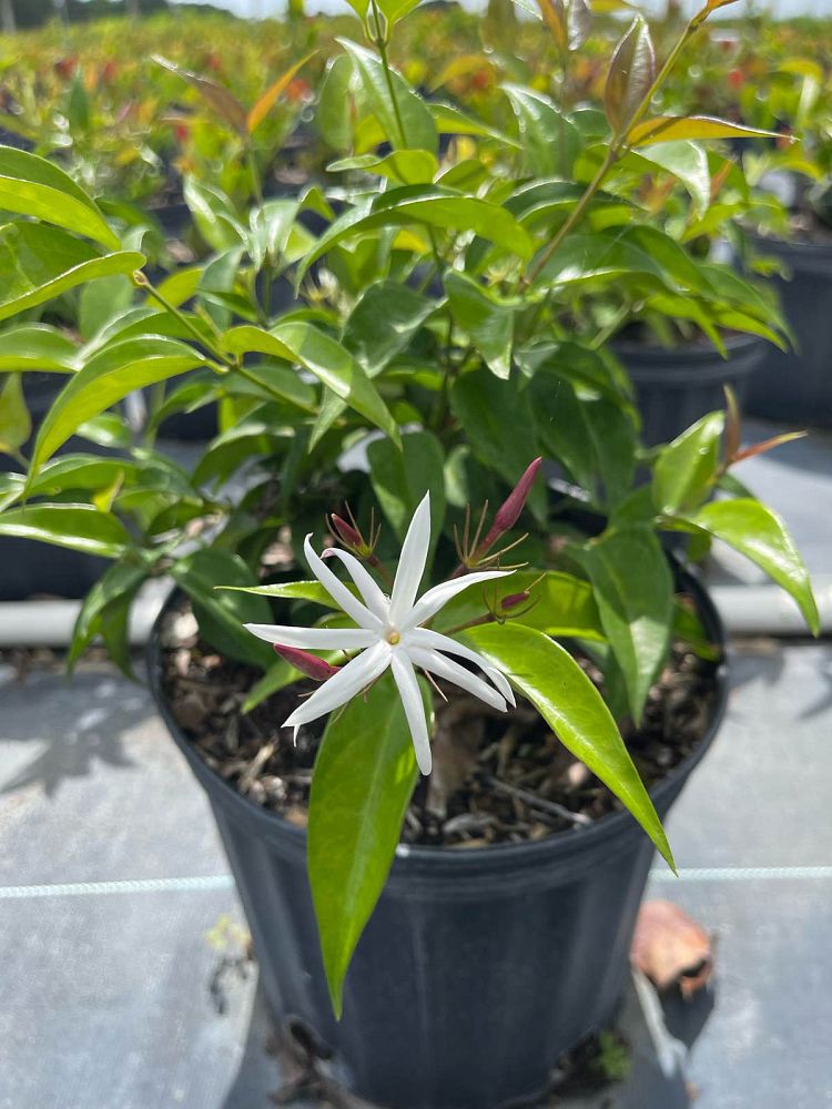 jasminum-nitidum-star-jasmine-jasminum-ilicifolium-angelwing-jasmine