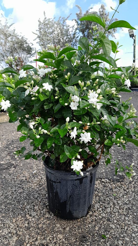 jasminum-sambac-arabian-jasmine-sambac-jasmine