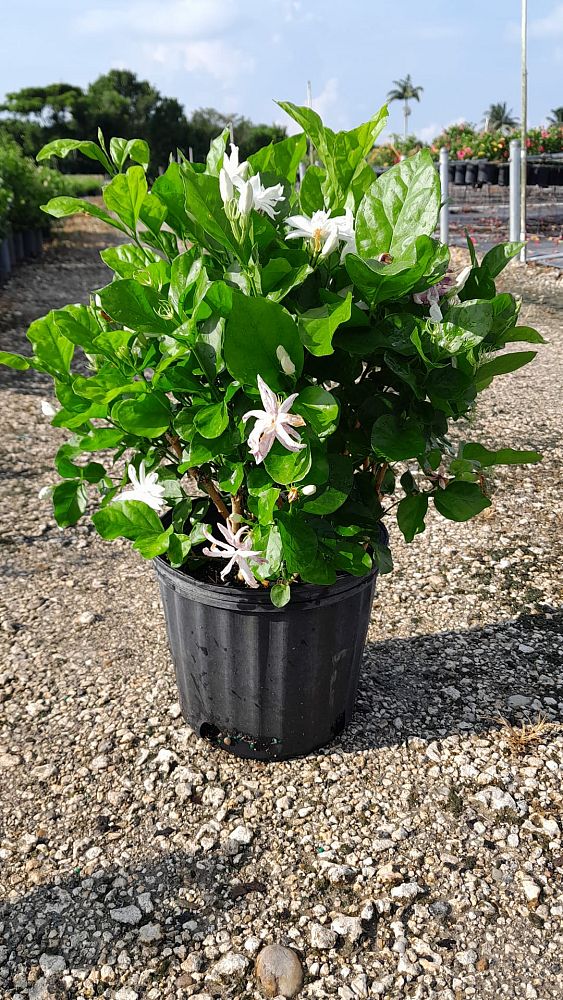 jasminum-sambac-belle-of-india-arabian-jasmine-sambac-jasmine