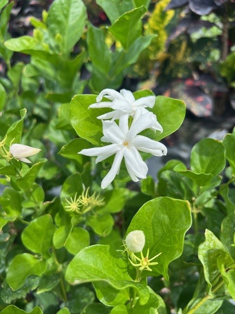 jasminum-sambac-belle-of-india-arabian-jasmine-sambac-jasmine