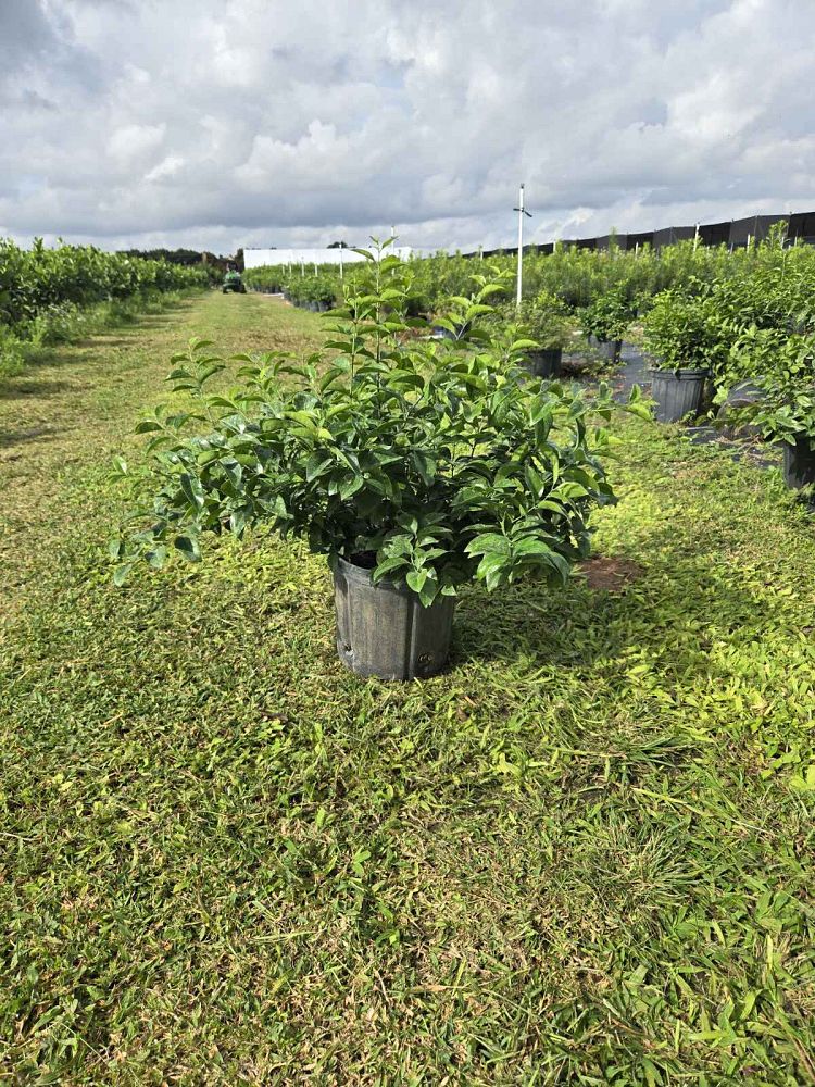 jasminum-volubile-jasminum-simplicifolium-wax-jasmine