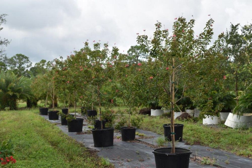 jatropha-hastata-watermelon-peregrina