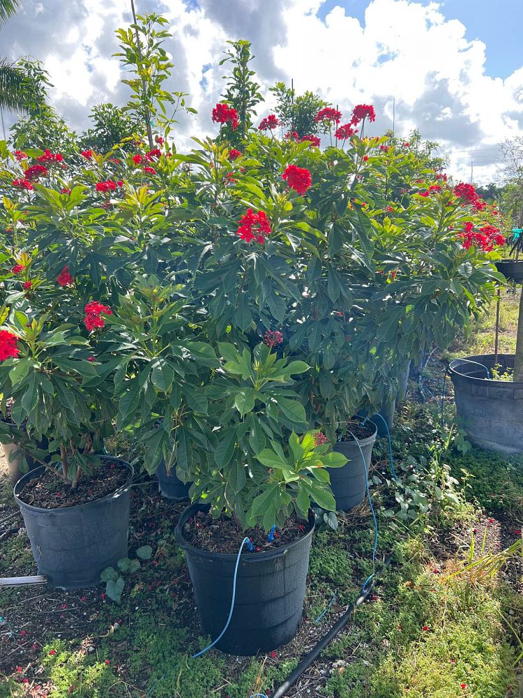 jatropha-hastata-watermelon-peregrina