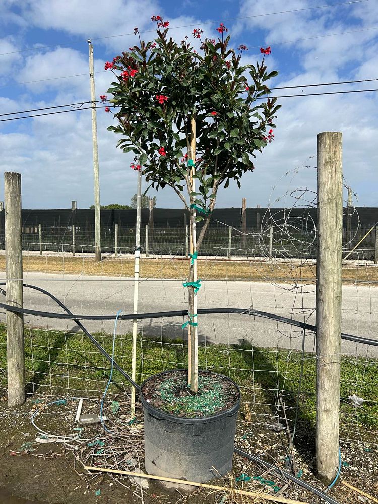 jatropha-integerrima-compacta-jatropha-hastata-compacta