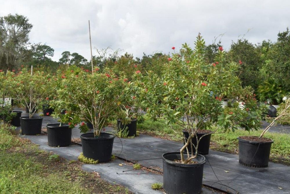 jatropha-integerrima-peregrina