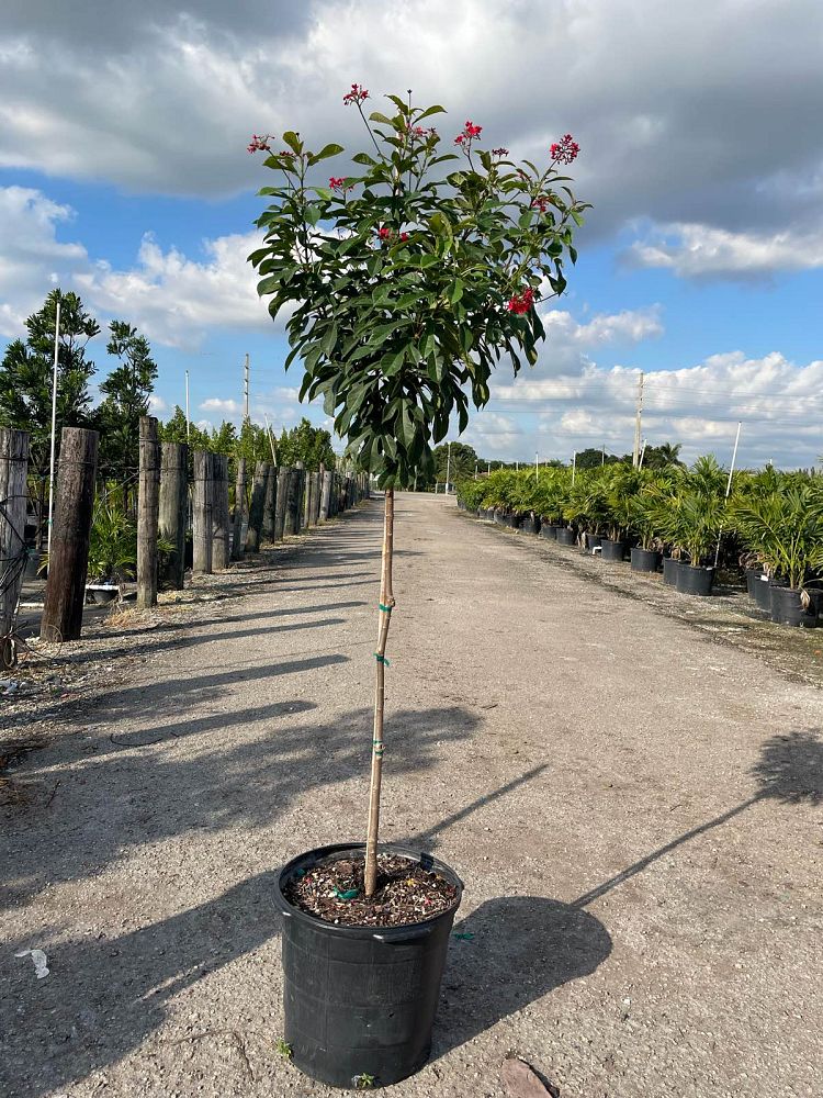 jatropha-integerrima-peregrina