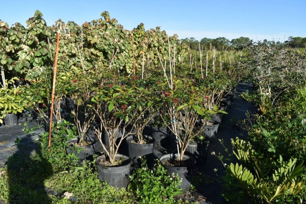 jatropha-integerrima-peregrina