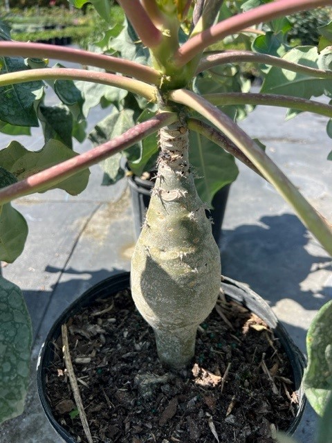jatropha-podagrica-gout-plant