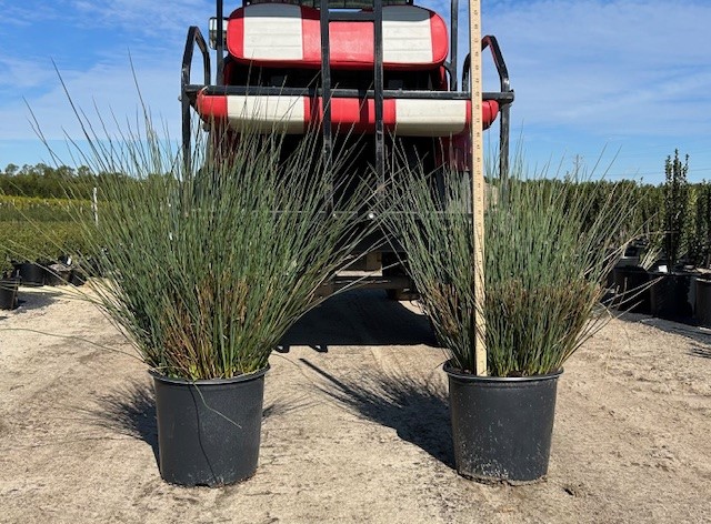 juncus-inflexus-blue-arrow-rush