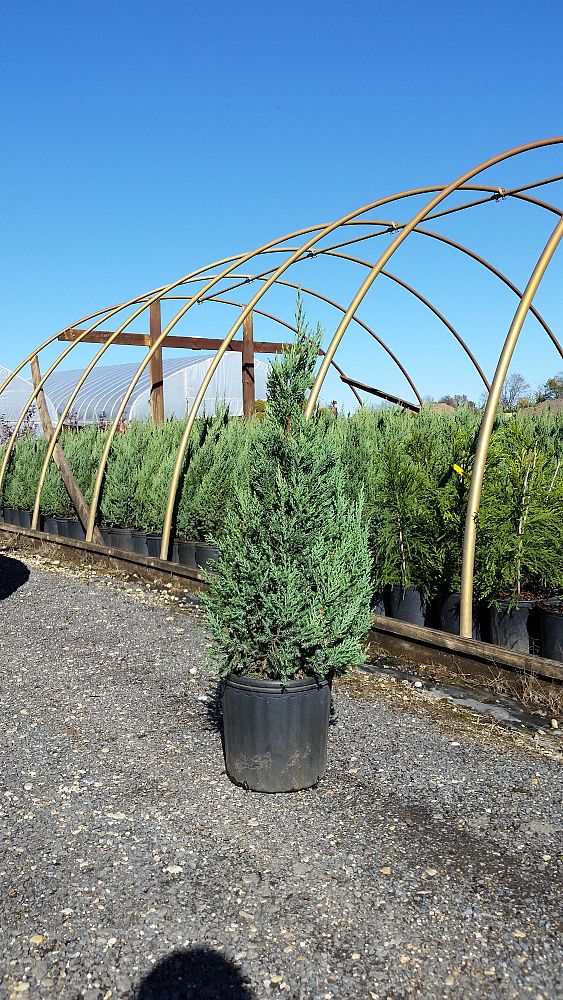 juniperus-chinensis-blue-point-chinese-juniper