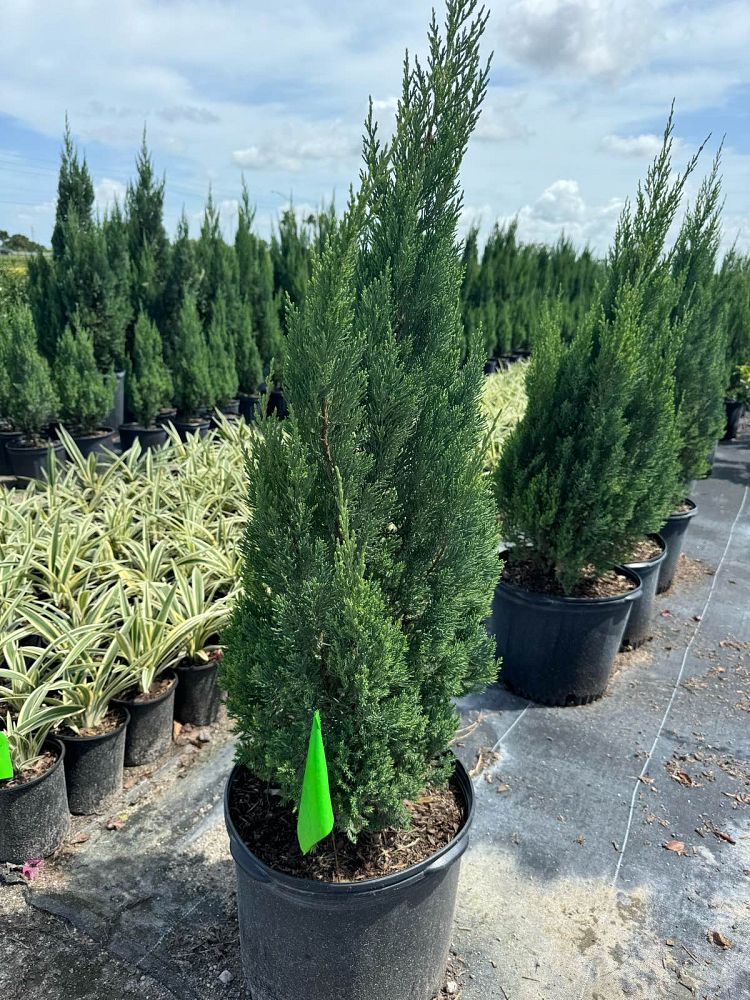 juniperus-chinensis-blue-point-chinese-juniper