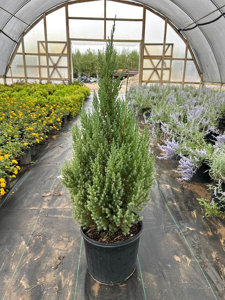 juniperus-chinensis-blue-point-chinese-juniper