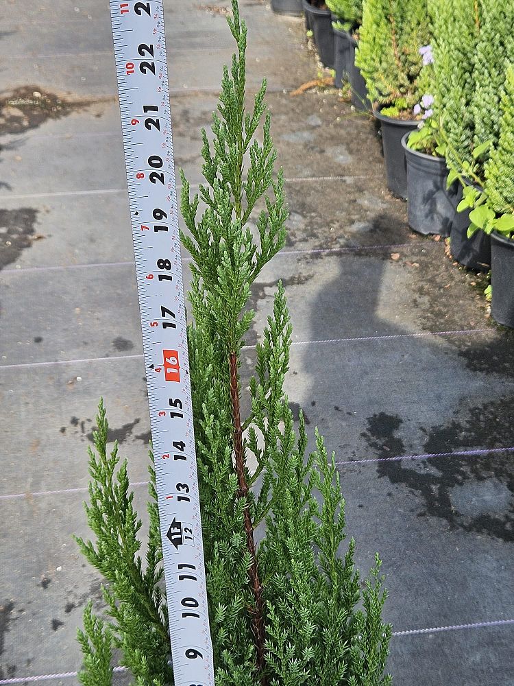 juniperus-chinensis-blue-point-chinese-juniper