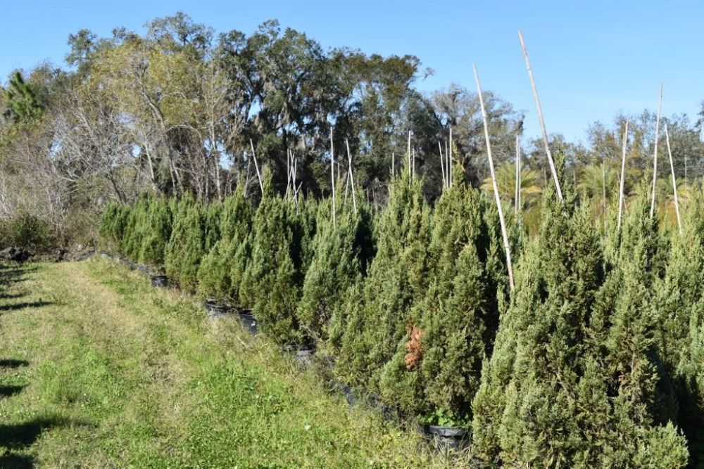 juniperus-chinensis-blue-point-chinese-juniper