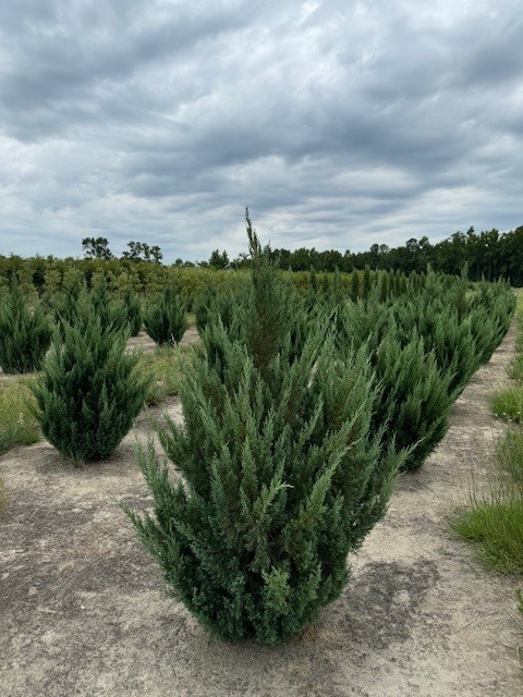 juniperus-chinensis-blue-point-chinese-juniper