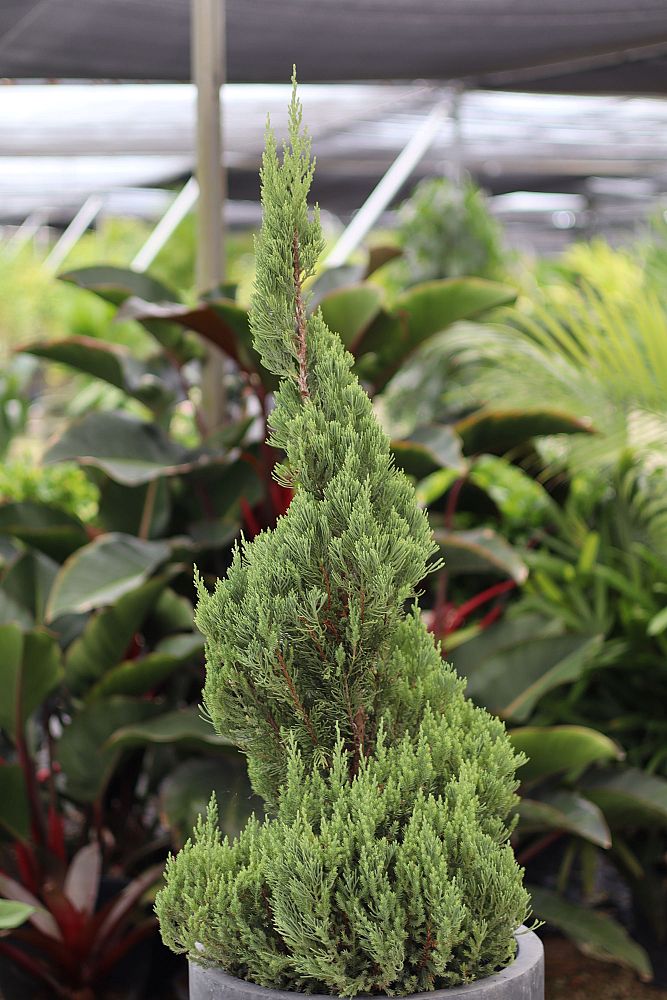 juniperus-chinensis-blue-point-topiary-spiral-chinese-juniper