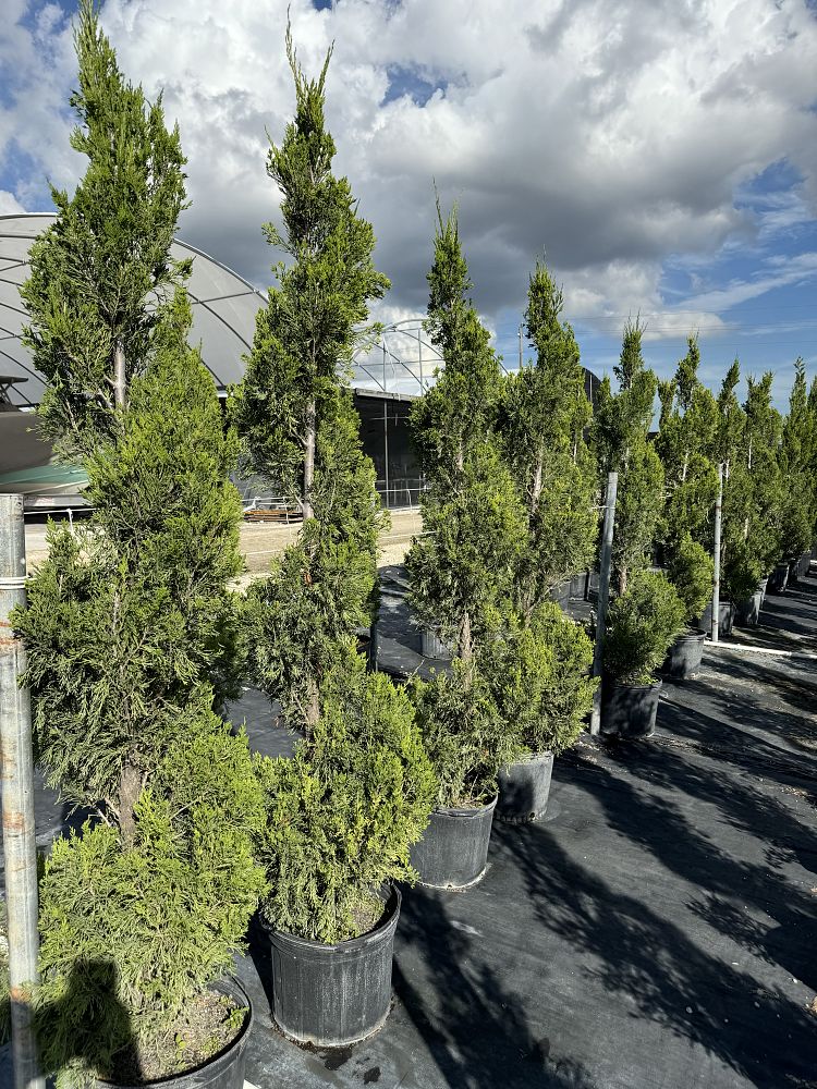 juniperus-chinensis-blue-point-topiary-spiral-chinese-juniper