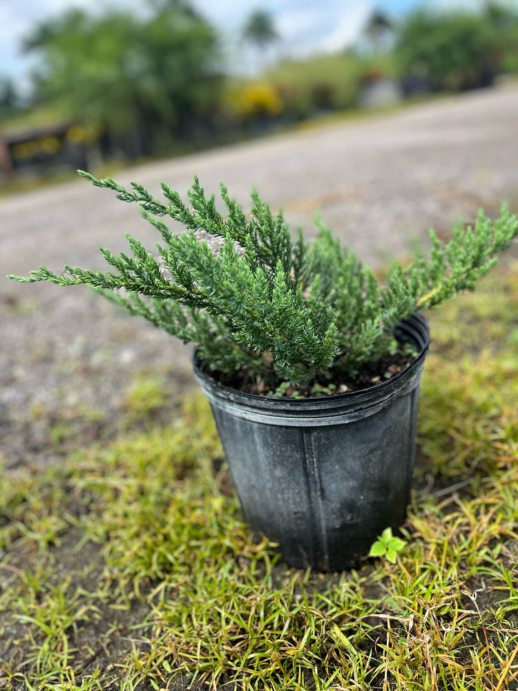 juniperus-chinensis-parsonii-chinese-juniper