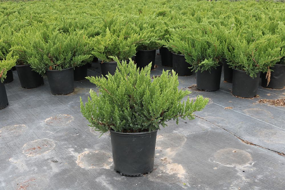 juniperus-chinensis-parsonii-chinese-juniper