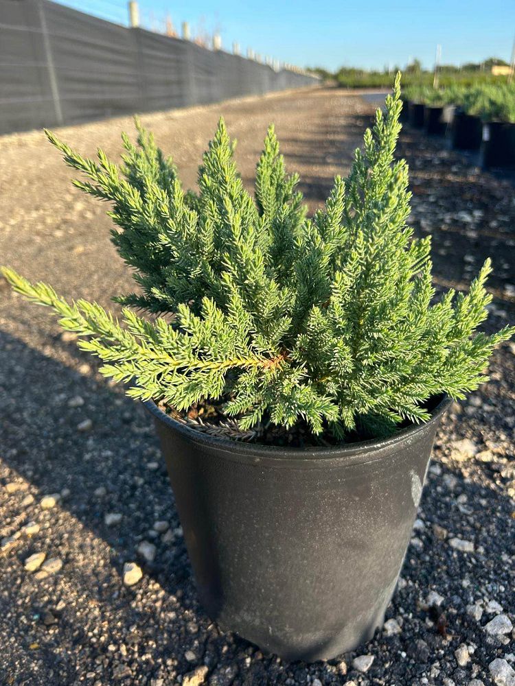 juniperus-chinensis-parsonii-chinese-juniper