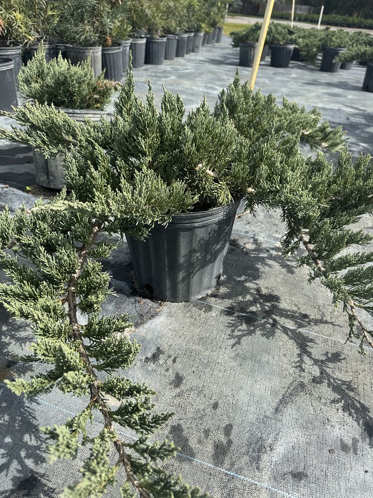 juniperus-chinensis-parsonii-chinese-juniper