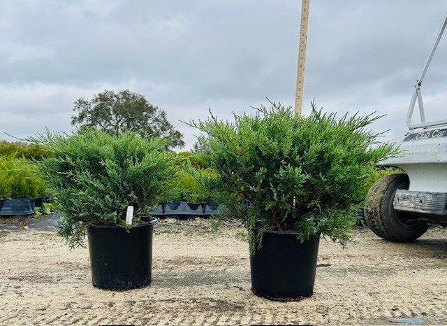 juniperus-chinensis-pfitzeriana-nick-s-compacta-chinese-juniper-nick-s-compact