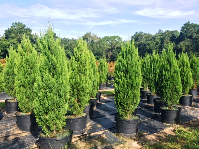 Treemendous Quality Growers | plantANT.com