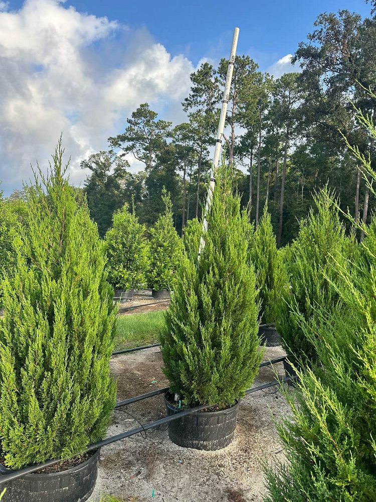 juniperus-chinensis-spartan-chinese-juniper