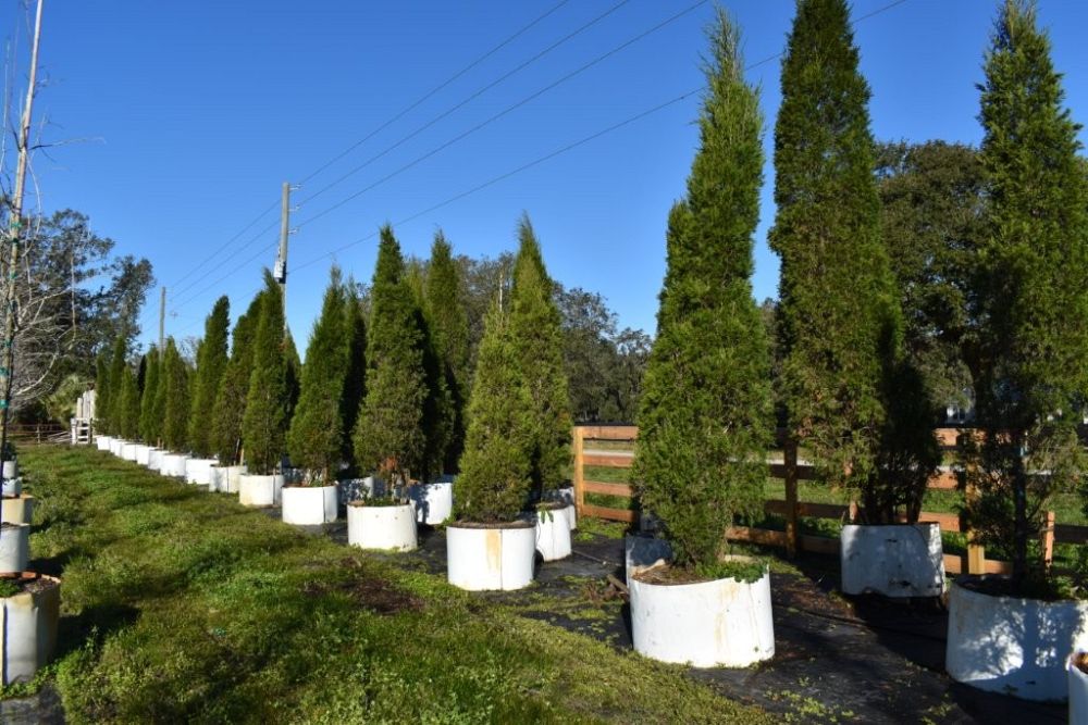 juniperus-chinensis-spartan-chinese-juniper