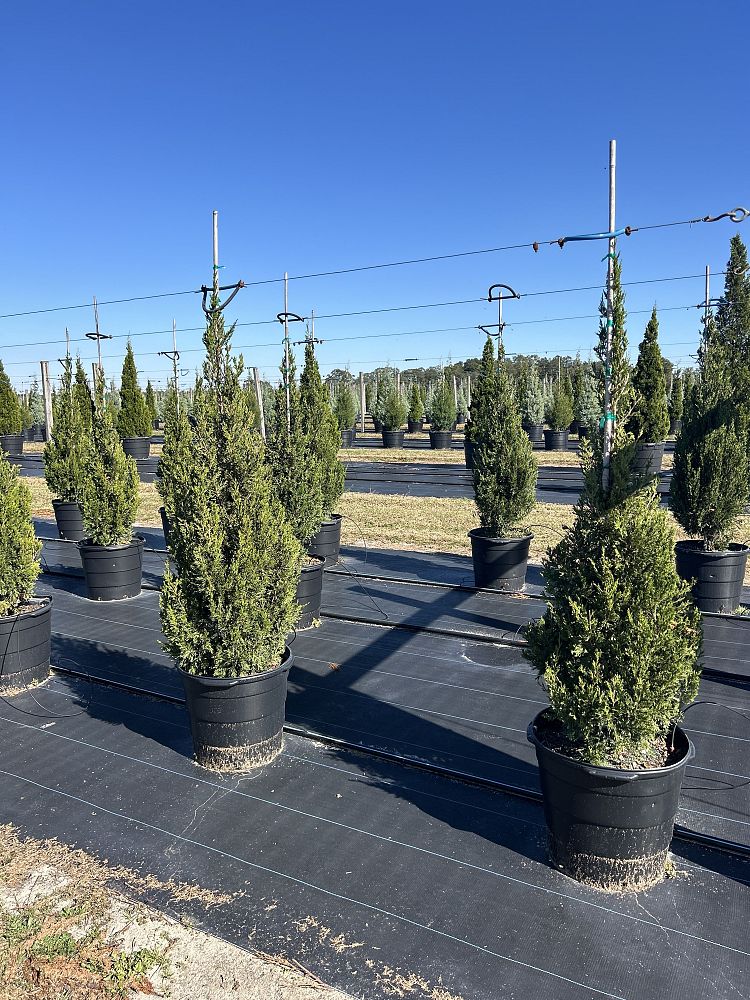 juniperus-chinensis-spartan-chinese-juniper