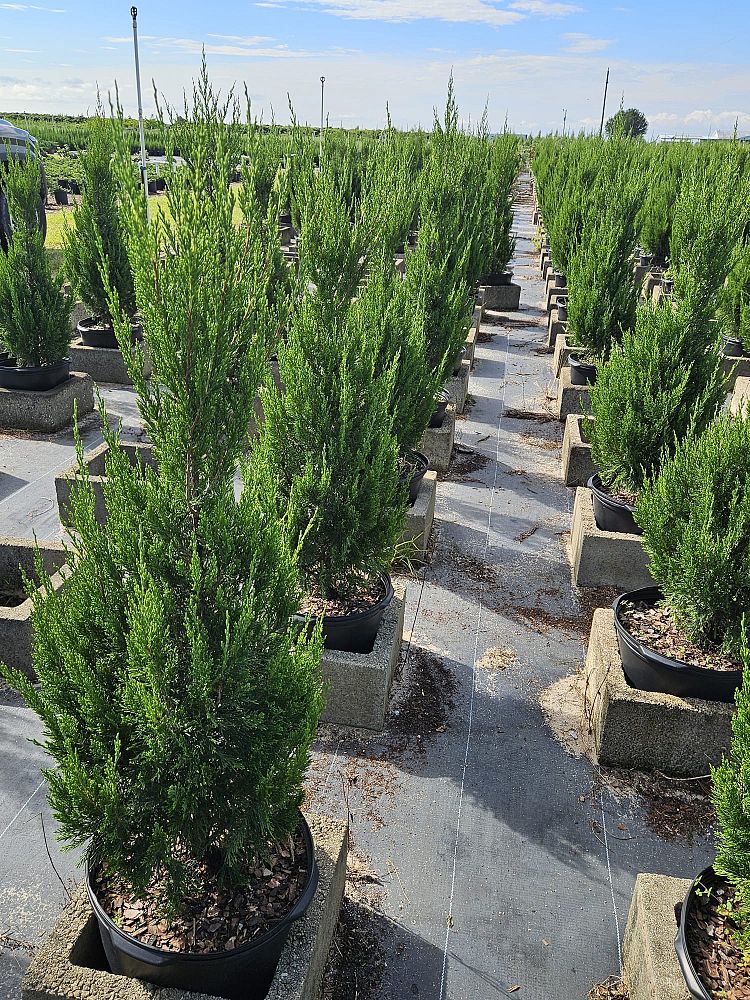 juniperus-chinensis-spartan-chinese-juniper