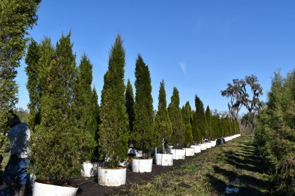 juniperus-chinensis-spartan-chinese-juniper