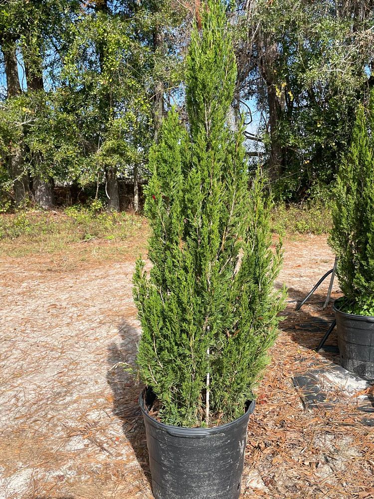 juniperus-chinensis-spartan-chinese-juniper