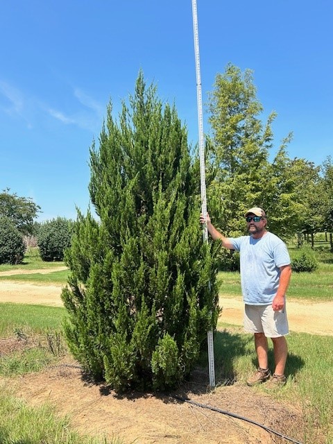 juniperus-chinensis-spartan-chinese-juniper