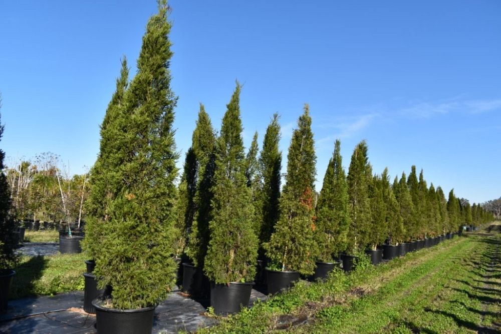 juniperus-chinensis-spartan-chinese-juniper