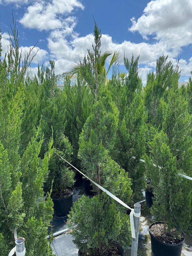 juniperus-chinensis-spartan-topiary-spiral-chinese-juniper