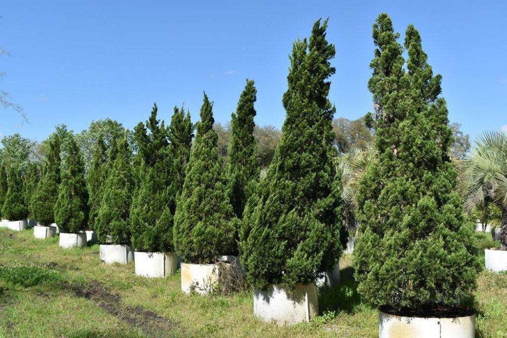 juniperus-chinensis-torulosa-hollywood-juniper