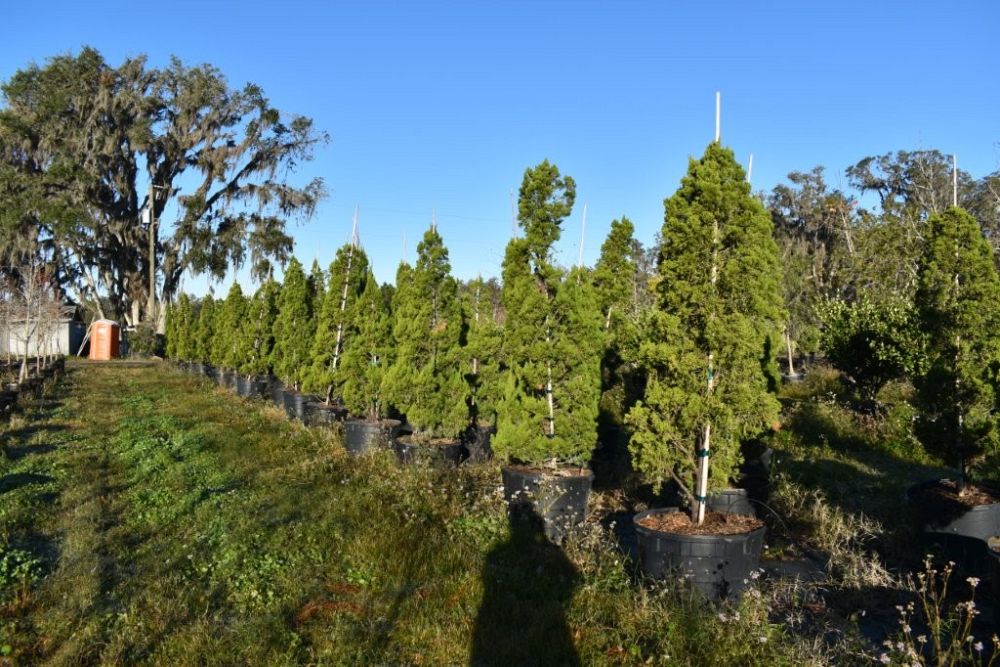 juniperus-chinensis-torulosa-hollywood-juniper