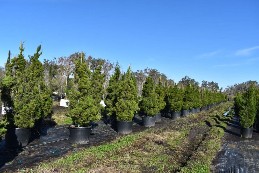 juniperus-chinensis-torulosa-hollywood-juniper