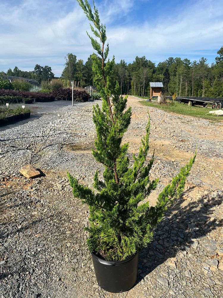 juniperus-chinensis-torulosa-hollywood-juniper