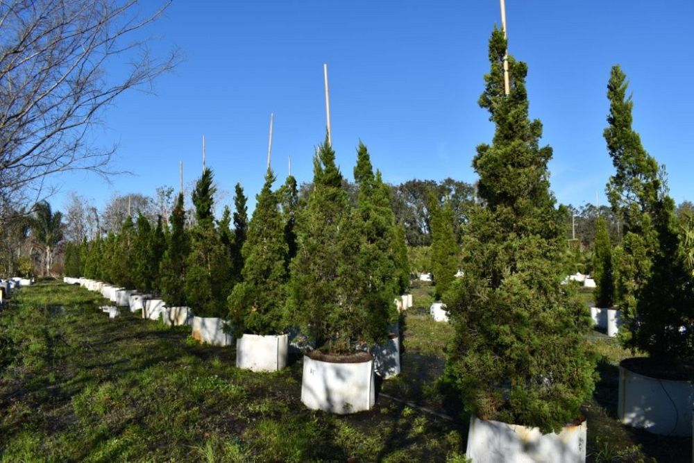 juniperus-chinensis-torulosa-hollywood-juniper