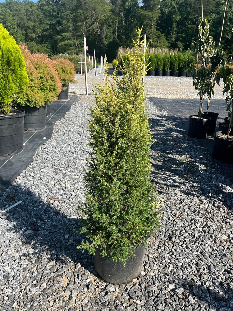 juniperus-communis-gold-cone-common-juniper