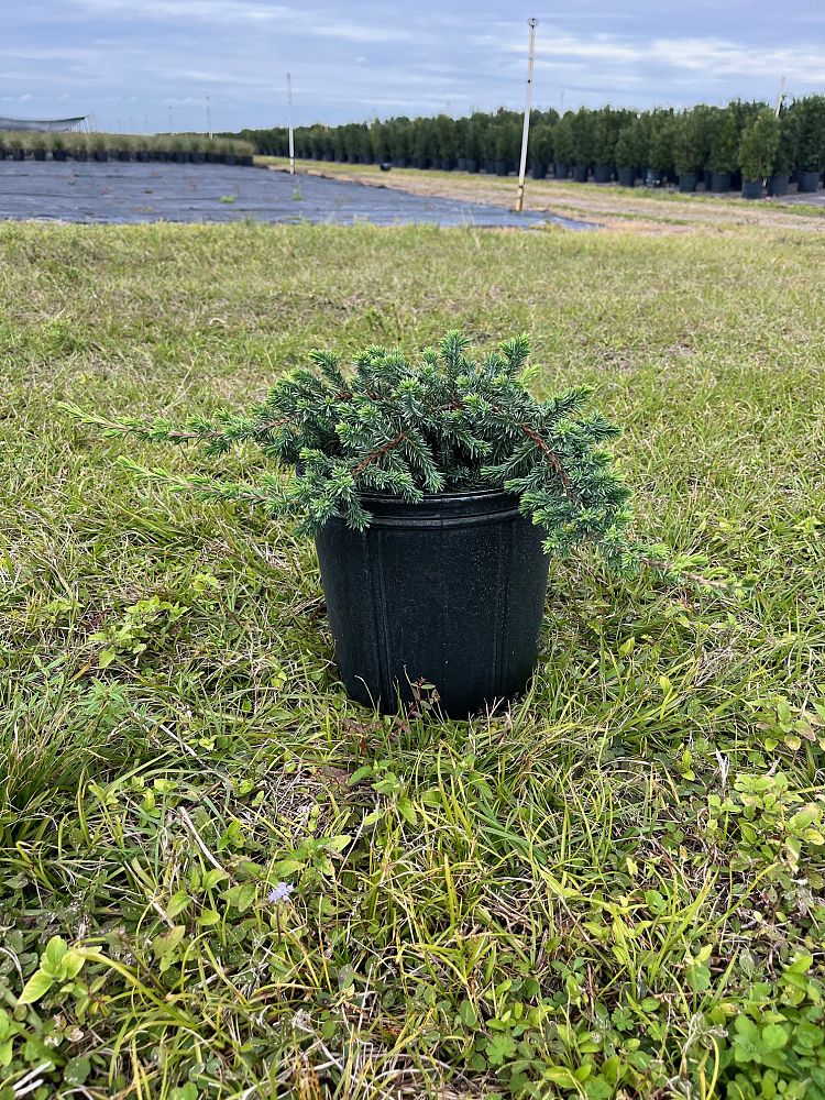 juniperus-conferta-blue-pacific-shore-juniper